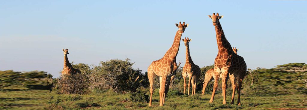 Giraffen haben den Überblick ...